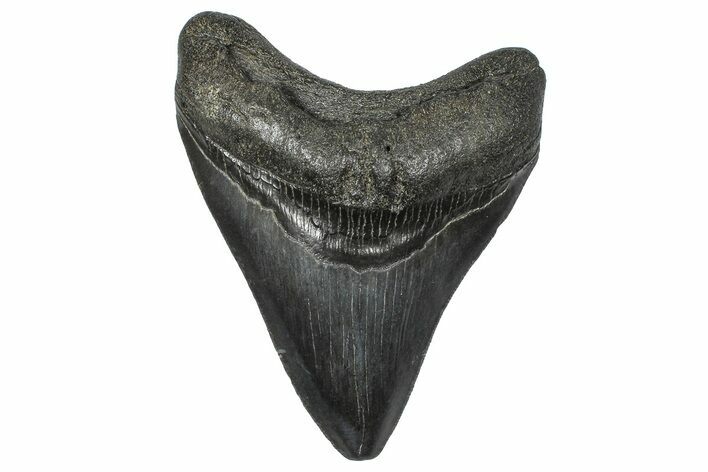 Serrated, Fossil Megalodon Tooth - South Carolina #346188